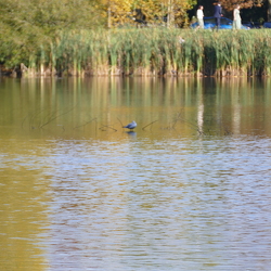 20251011 foret meudon